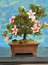 Joe Bonsai SHOHIN Satsuki