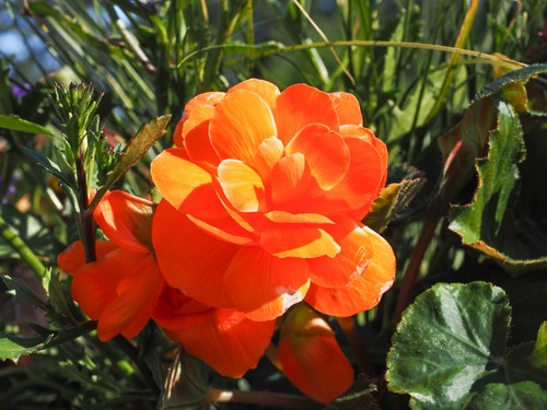 Begonia nonstop mocca - begonia, deep
