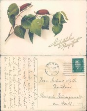 Insects on leaves 1929 postmark Animals Floral Gardens Greetings