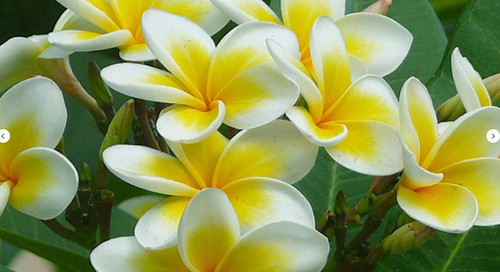 Seeds mix plumeria - seeds, of