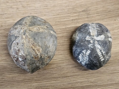 Fossil echinoids sea - fossil,