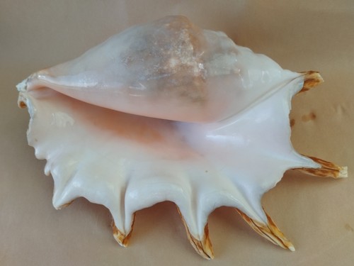 Large natural heavy seashell - large,