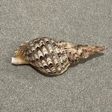 Giant Triton's Trumpet