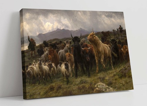 Rosa bonheur highland - rosa, bonheur,
