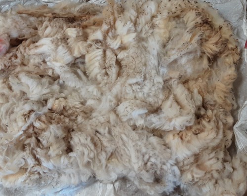 Exmoor horn whole sheep - exmoor,