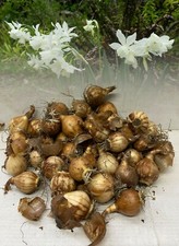 1-250 THALIA(TRIANDRUS)MINIATURE DAFFODIL/NARCISSI BULBS MULTI-HEAD WHITE DWARF