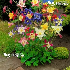 COLUMBINE - McKana Giants mix - 230 Seeds - Aquilegia c - Perennial Flower