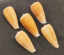 5 x (Medium) Magnus Cone