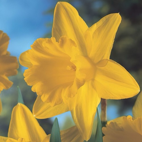 Daffodil plant golden carlton - daffodil,