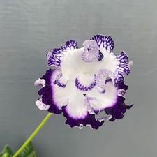 Streptocarpus DS-2416-Plug