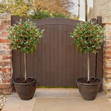 Pair of Standard Holly Trees with 'Pinecone' Planters