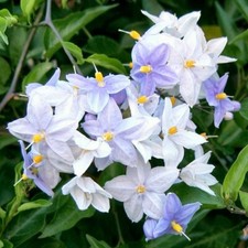 SOLANUM CLIMBING PLANT BLUE WHITE FLOWERS JASMINOIDES BLEU POTATO VINE 9CM POT
