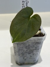 Anthurium Dark Phoenix X RVDP