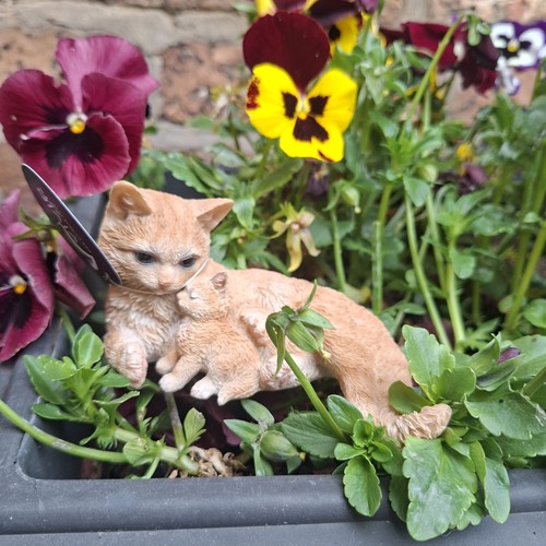 Vivid arts ginger mother cat - ginger,