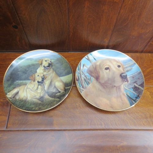 Golden labrador retriever - golden,