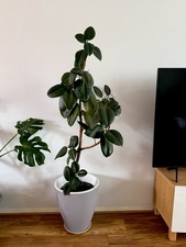 Stunning 1.65m 5ft 5in Ficus