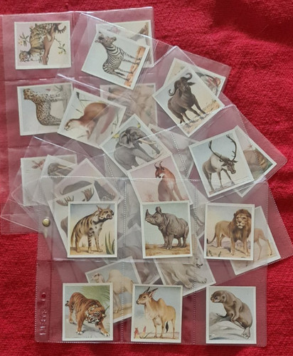 Animal studies godfrey - animal,