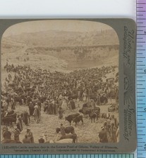 Cattle Market Lower Pool Gihon