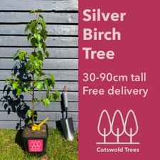 Silver Birch tree (Betula