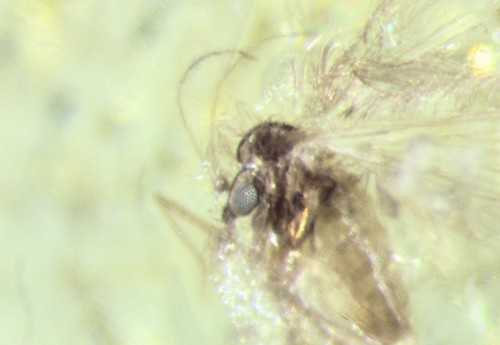 Pliocene amber from africa - pliocene,