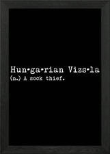 Vizsla A Sock Thief Framed