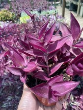 5+ Rare Wandering Jew Burgundy
