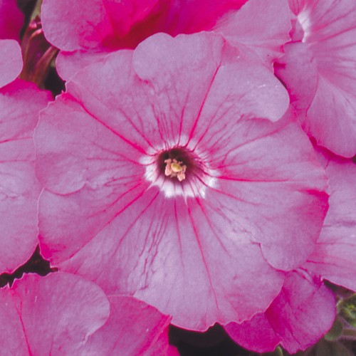 Petunia frenzy pink - f1,