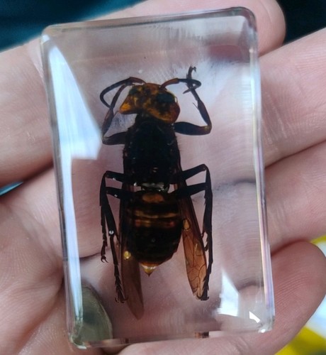 Real flying asian hornet - flying,