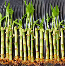 7 LUCKY BAMBOO Plants 6 inches