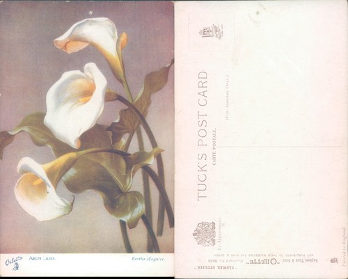 Arum lilies raphael - raphael, tuck