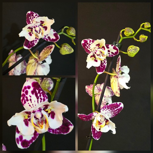 Phalaenopsis peloric lip - phalaenopsis,