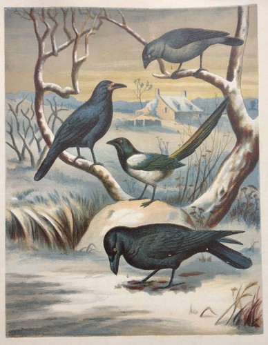 Thieves feathers print - thieves,