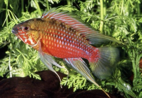 Pair apistogramma hongsloi - 1,