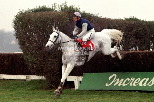 Desert orchid simon - desert,