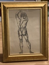 Pen & Ink Study drawing of a standing male nude muscular naked man back pose