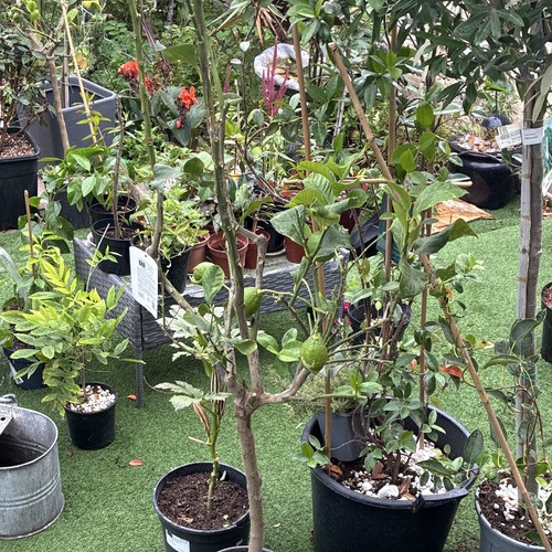 Lemon tree fruiting - lemon, (citrus)