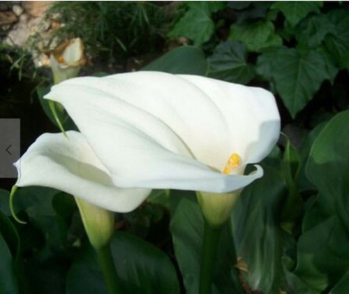 Beautiful plant white calla - white,