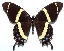 PAPILIO GARAMAS BARONI MALE