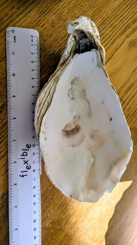 Giant oyster shell - with, 20cm