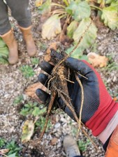 Rhubarb 'Victoria' - 2 crowns.