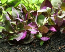 Lobelia Cardinalis Beautiful