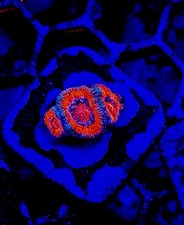 ECC Rainbow Road Micromusa