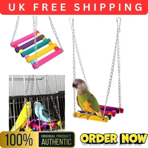 Pet bird parrot parakeet - pet,