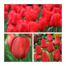 Apeldoorn Tulip Flower Bulbs. Beautiful Red Spring Flowers. Easy to grow.