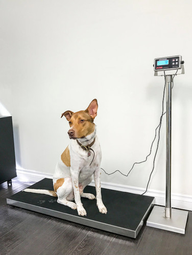 Prime 922 veterinary - ps-922,