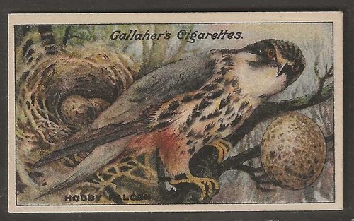 Gallaher birds nests eggs - gallaher-birds,