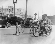 Driver a racing sulky pulled