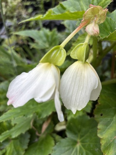 Six white hardy begonia - white,