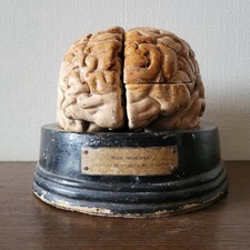 Vintage Human Brain model