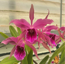 Cattleya Pacavia Orchid Plant
